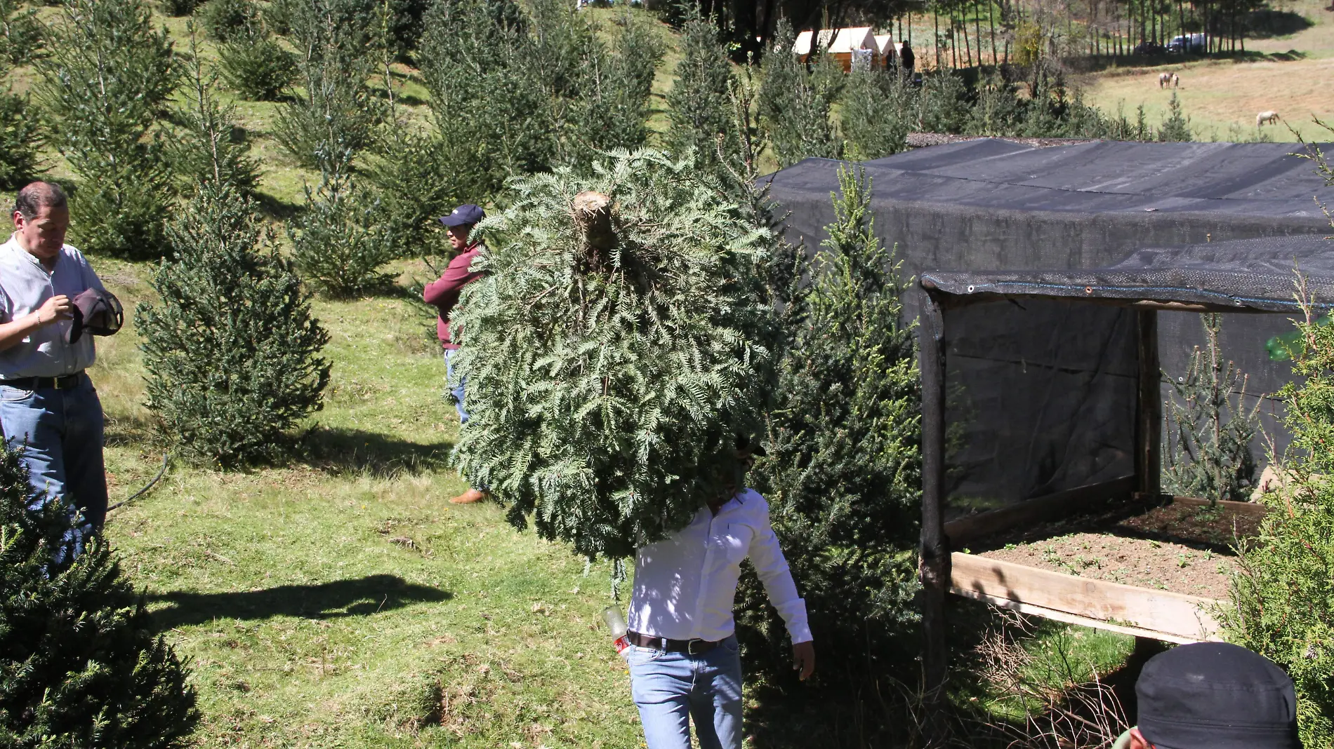 Rancho Silvícola | Hojas Anchas